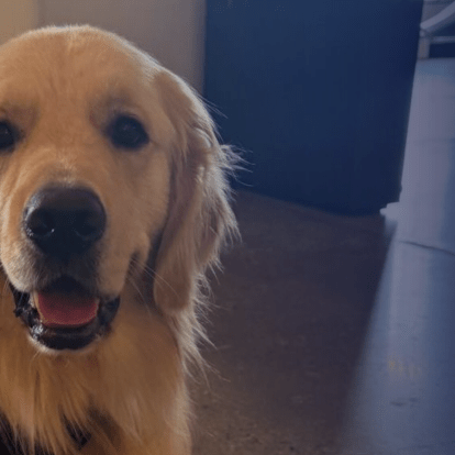 Therapy Dogs at The Factory